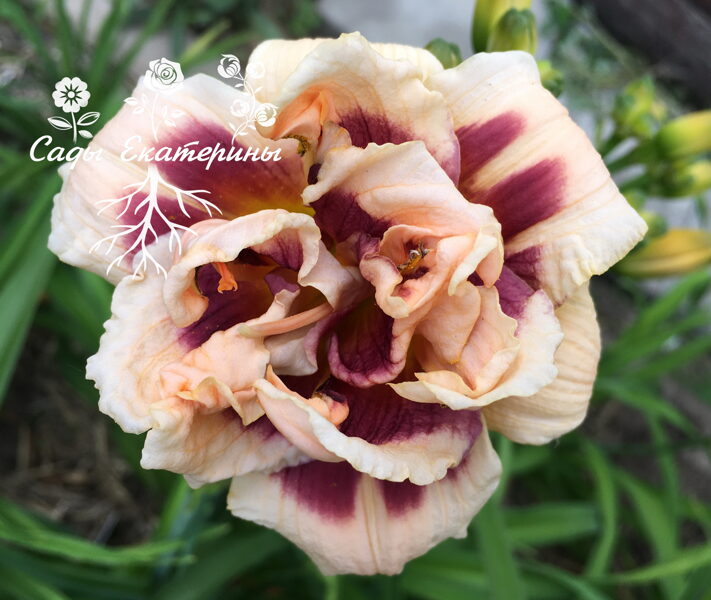 №137  You Angel You