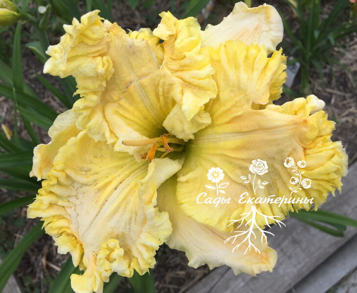    № 450 WHITE WIZARD