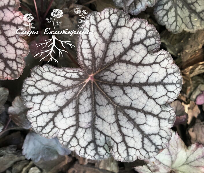  № 122  Guardian Angel 