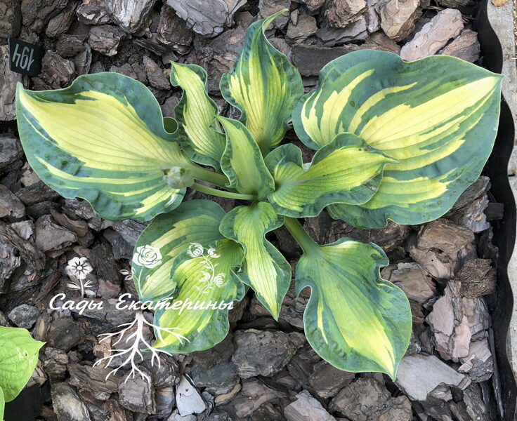 № 57  Golden Meadows  (Голден Медоуз)