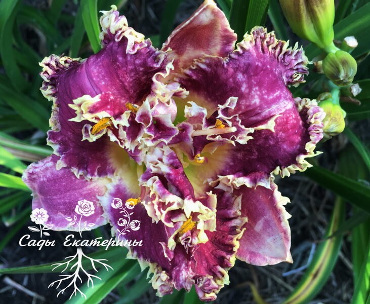  № 334  Гребешок  сиреневый