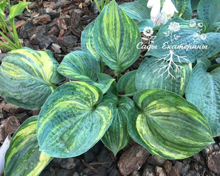 №121 Breeders Love