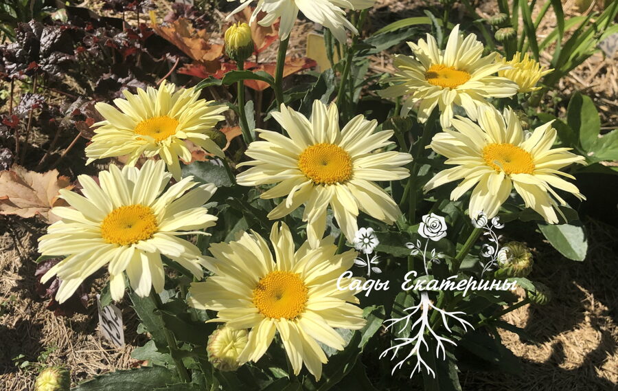  № 34 Broadway Lights 