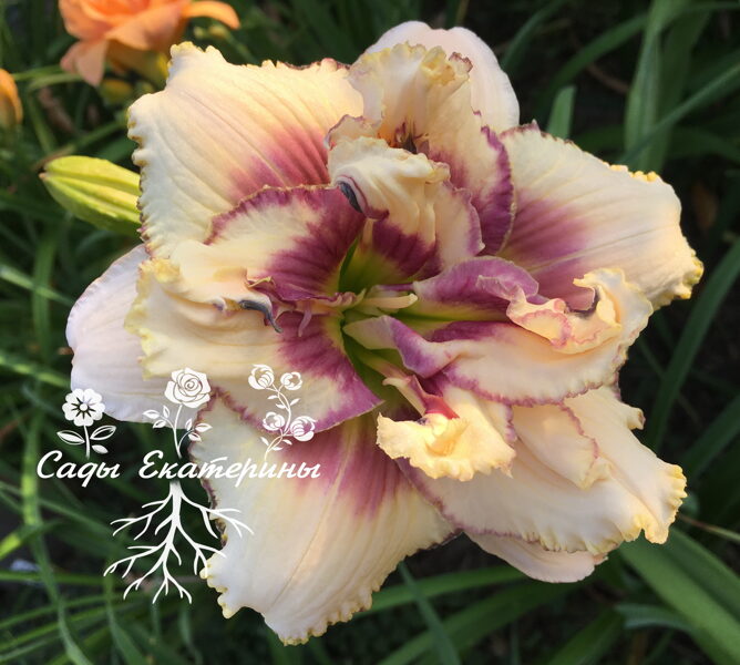 № 272 Crinkled Fantasy