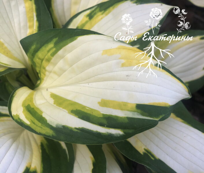  №81 COLOR FESTIVAL ( Колор Фестиваль)