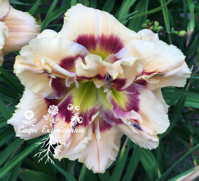 №311  'Double Screamer'