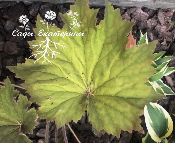  № 152  Bronze Beauty 