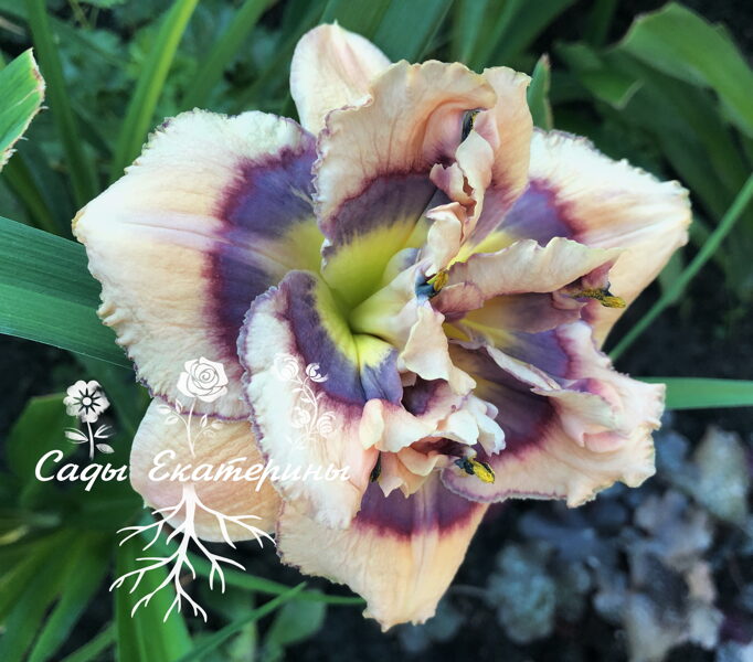 №269   Baby's Got Blue Eyes