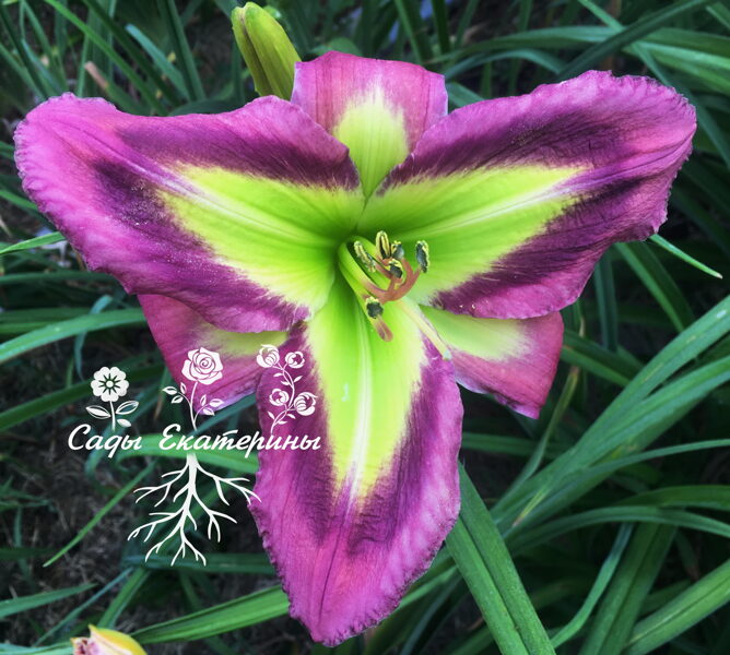   № 443 Galactic Green