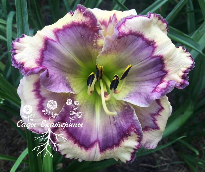   № 440  STENCILED INFUSION  