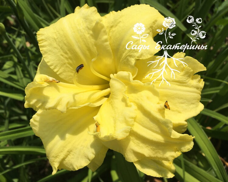   № 332 Double Bigbird