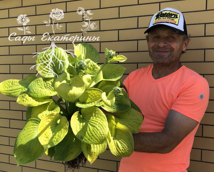  № 156 Maui Buttercups