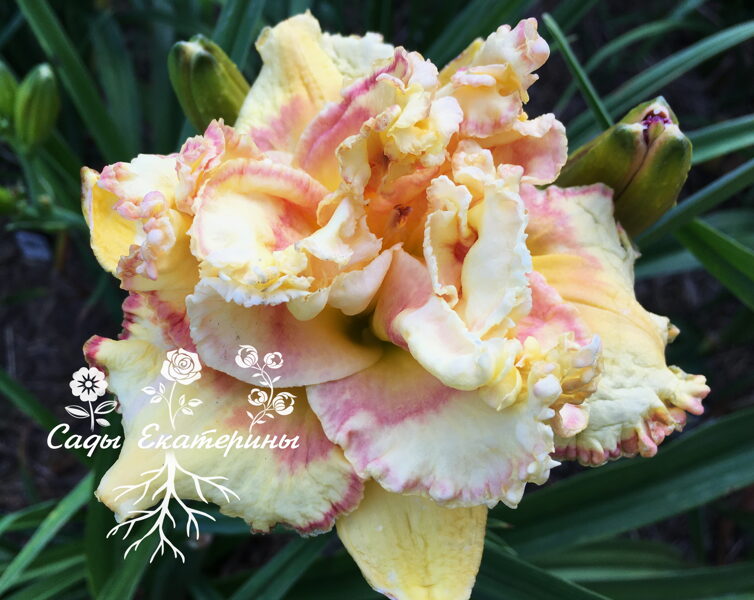  № 315  DRIVE ME CRAZY