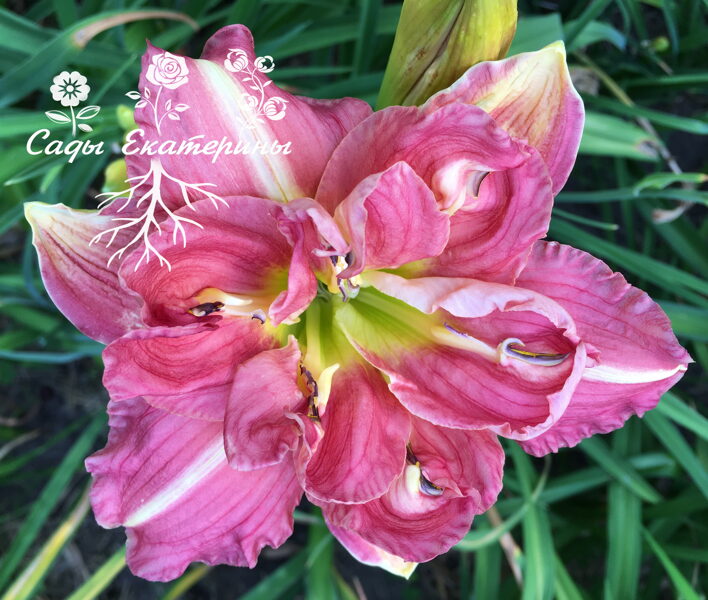 №290 Сестрица Алёнушка