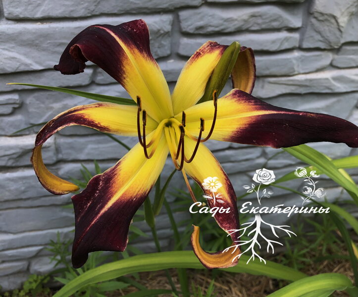  № 510  JUNE WILLIAMS MEMORIAL