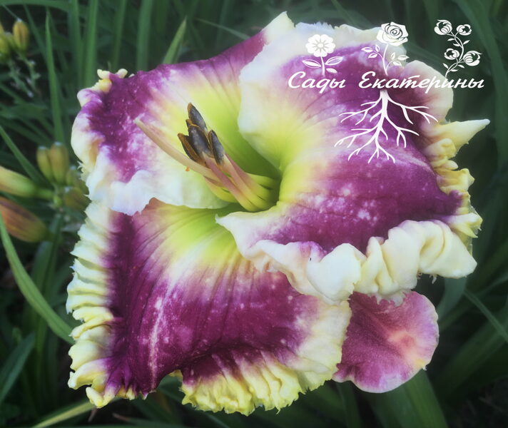  № 464   Orchid Linen