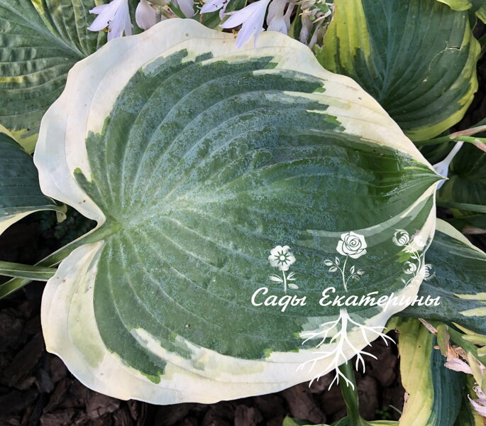 №47  Orion's Belt (Орионс Белт, Пояс Ориона)