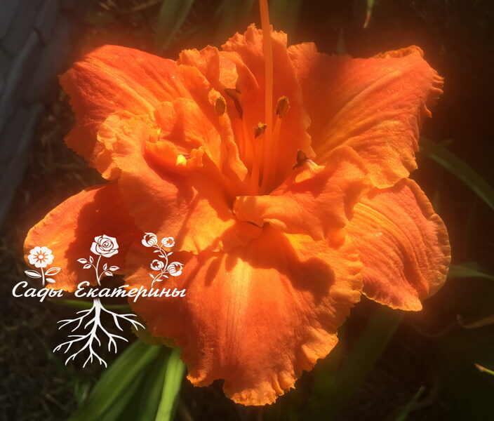 №183   Glory In The Sunset