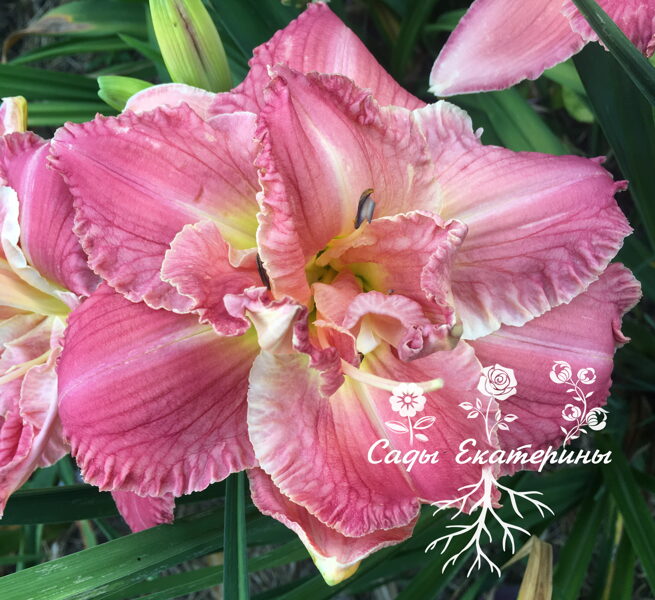 №187  Totally Awesome