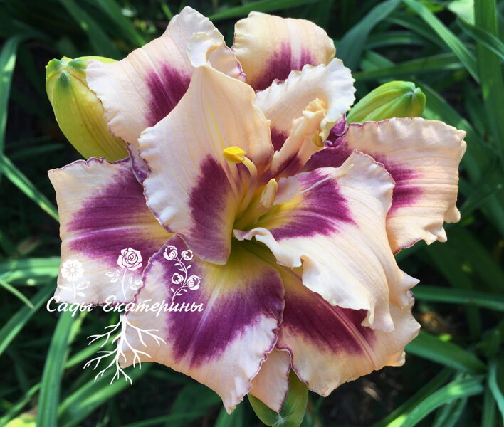 №307 Twice As Nice