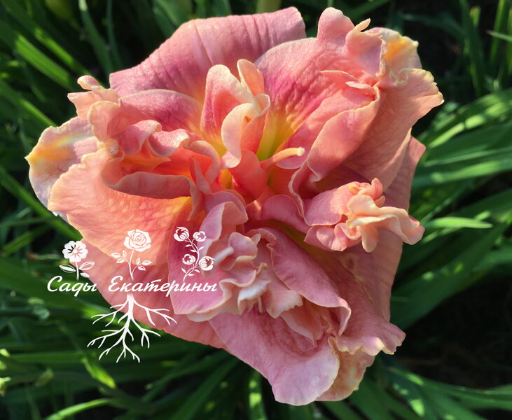 № 236 TWICE KISSED