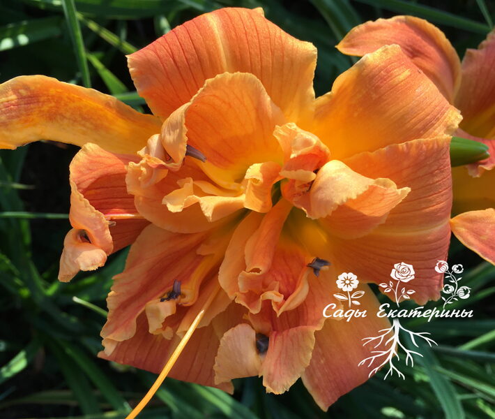 №174 Uncle Wiggily Longears