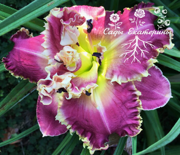 №192  Twice the Bite