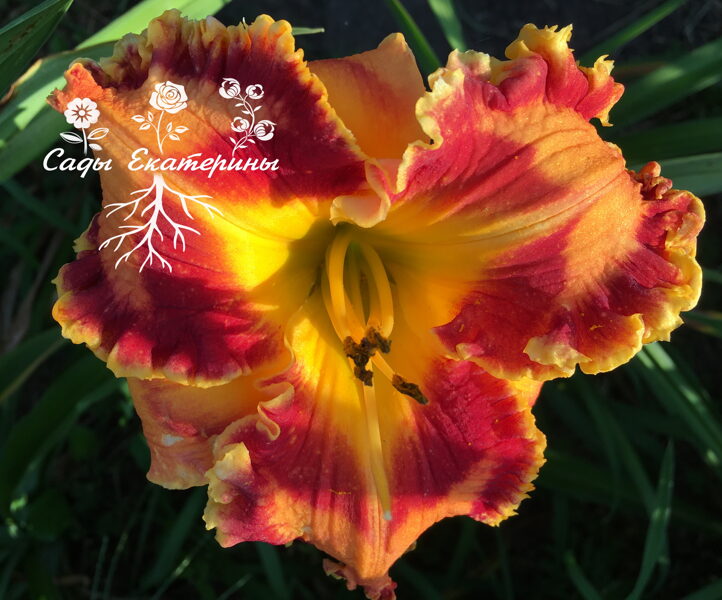  № 485   Tomaso Albinoni 