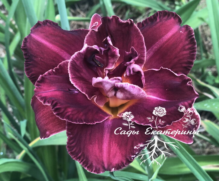 №270  Sparkling  Wine