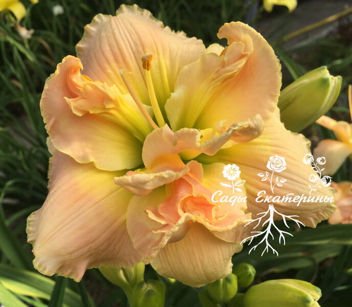 №119  A Gift for Treva 