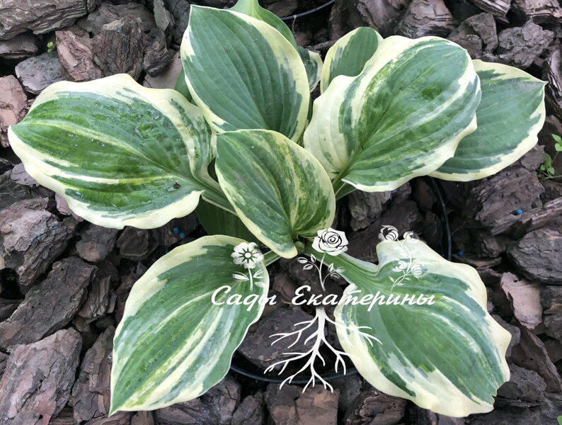 № 390  Breeder's Choice Streaked