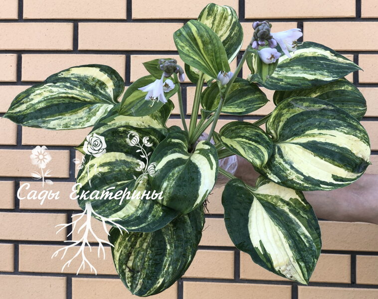 № 315   Christmas Tree Gala