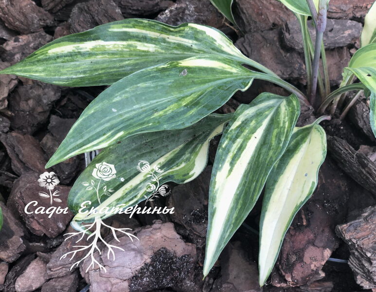  № 336  Lightning Flash