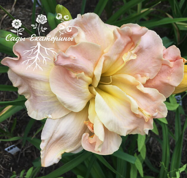 №329   Meringue Mirage