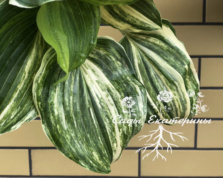  №155  Valley's Crazy Diamonds