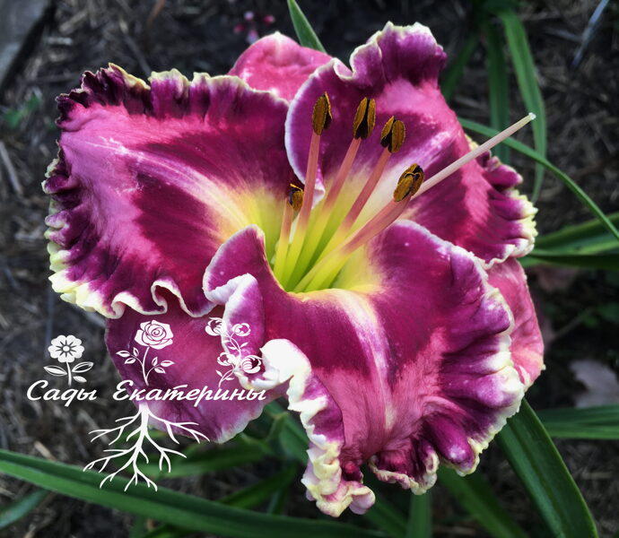   № 426 PICASSO'S INTRIGUE 