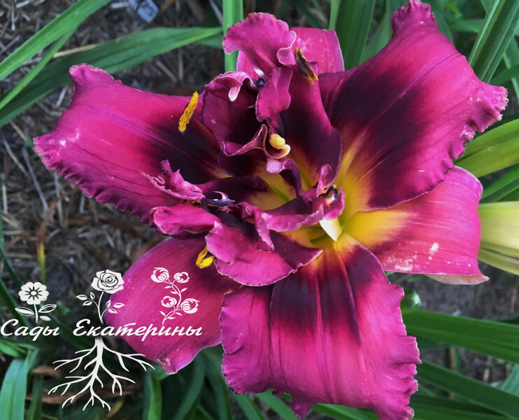 №155  DOUBLE  BERRY  BLITZ