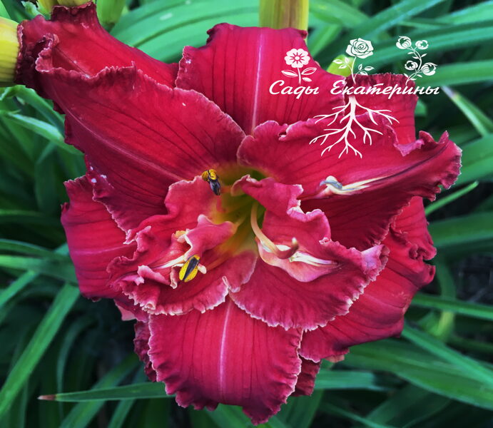 №287 Пламя Страсти