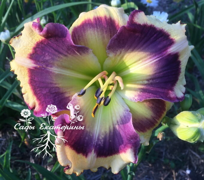  № 416   Kiss of Paradise  