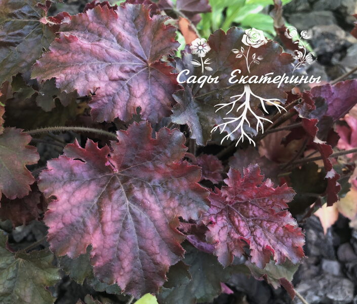  № 172 Big Top Burgundy