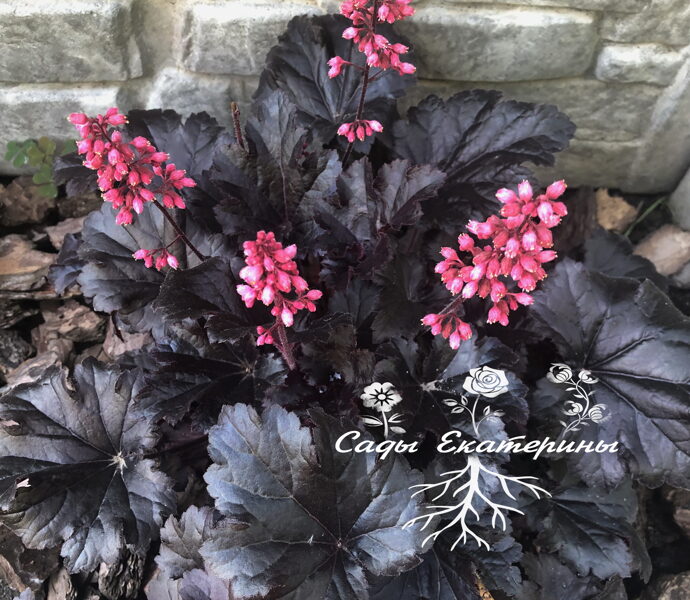  № 79  Timeless Night 