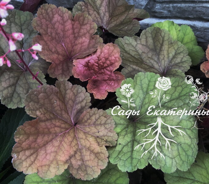   № 138  "Pink Pearls" 