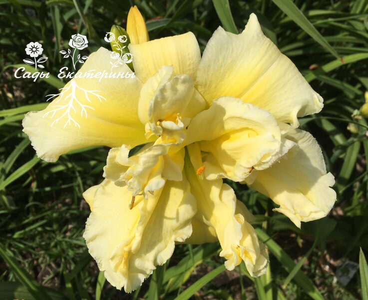 №273 Sunglasses Needed