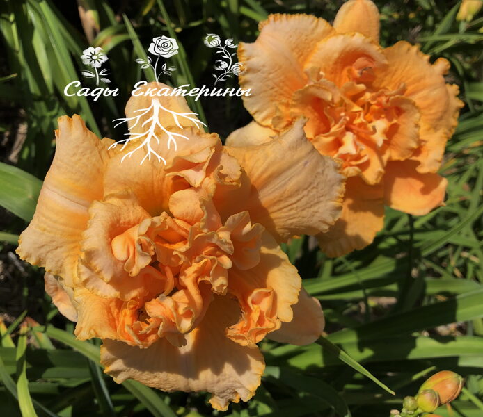 № 25  Margaret Tucker 