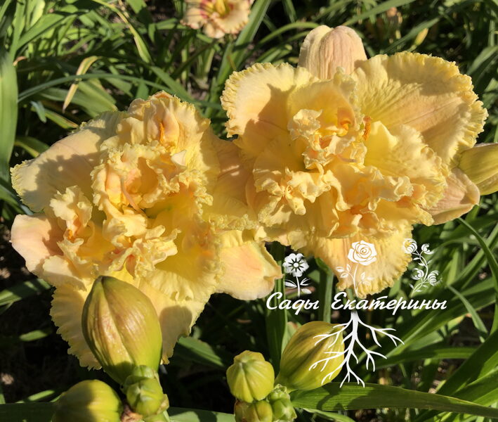 № 206   CREAM AND SUGAR 