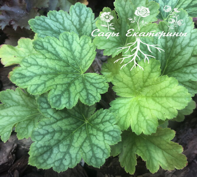  № 148 Rex Peppermint