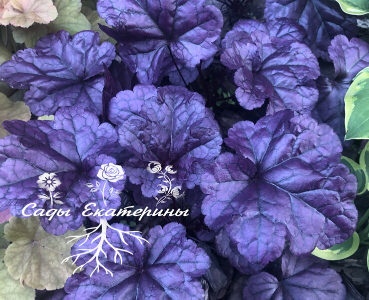 № 87   Dolce® 'Wildberry 