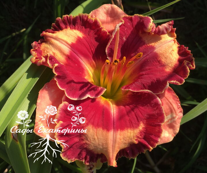  № 455  Too Hot to Touch   