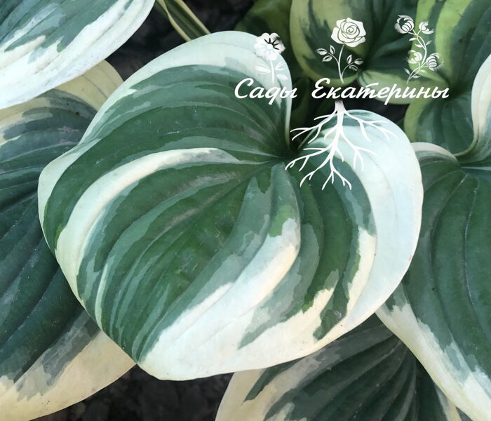  № 149   Fragrant Queen