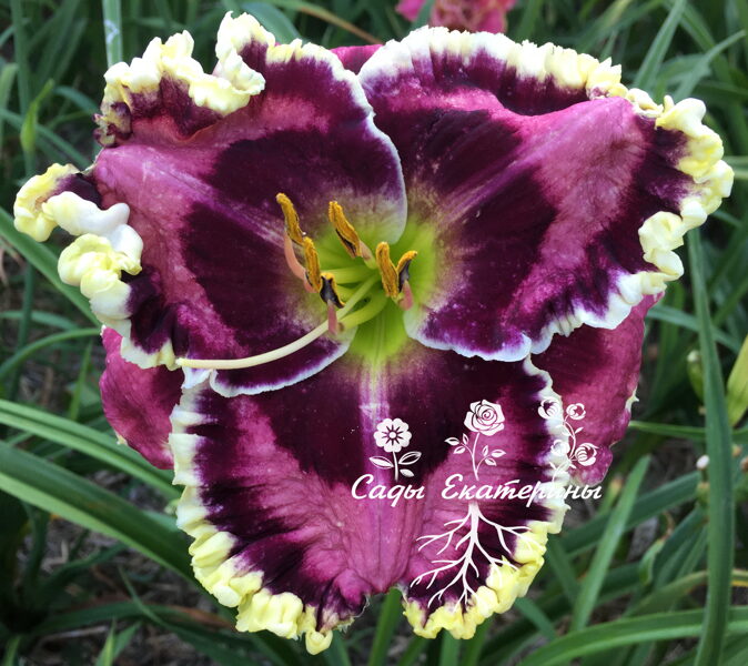  № 478  JOY OF MY HEART   